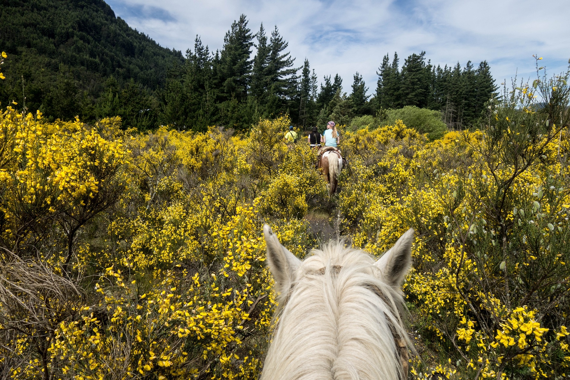 Reitwege Reiten durch die Natur