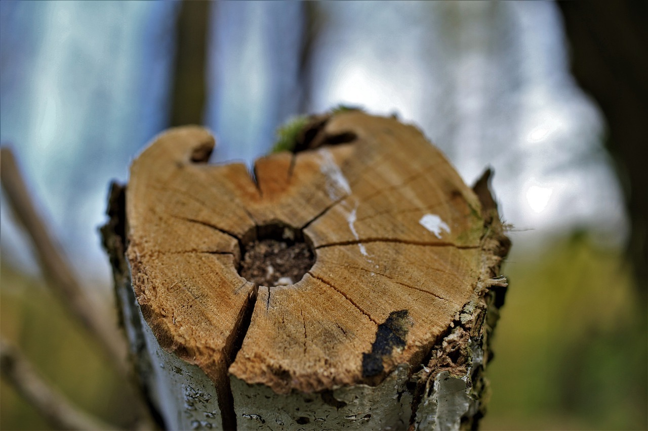 Kranker Baum Kranker Baum