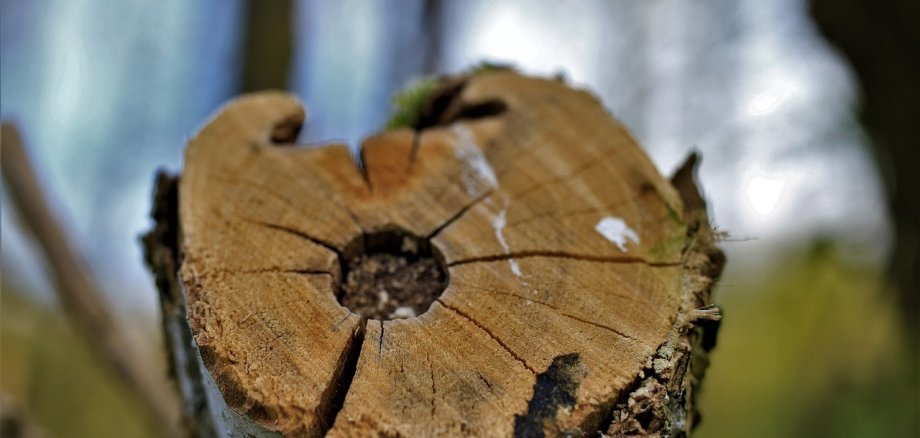 Kranker Baum