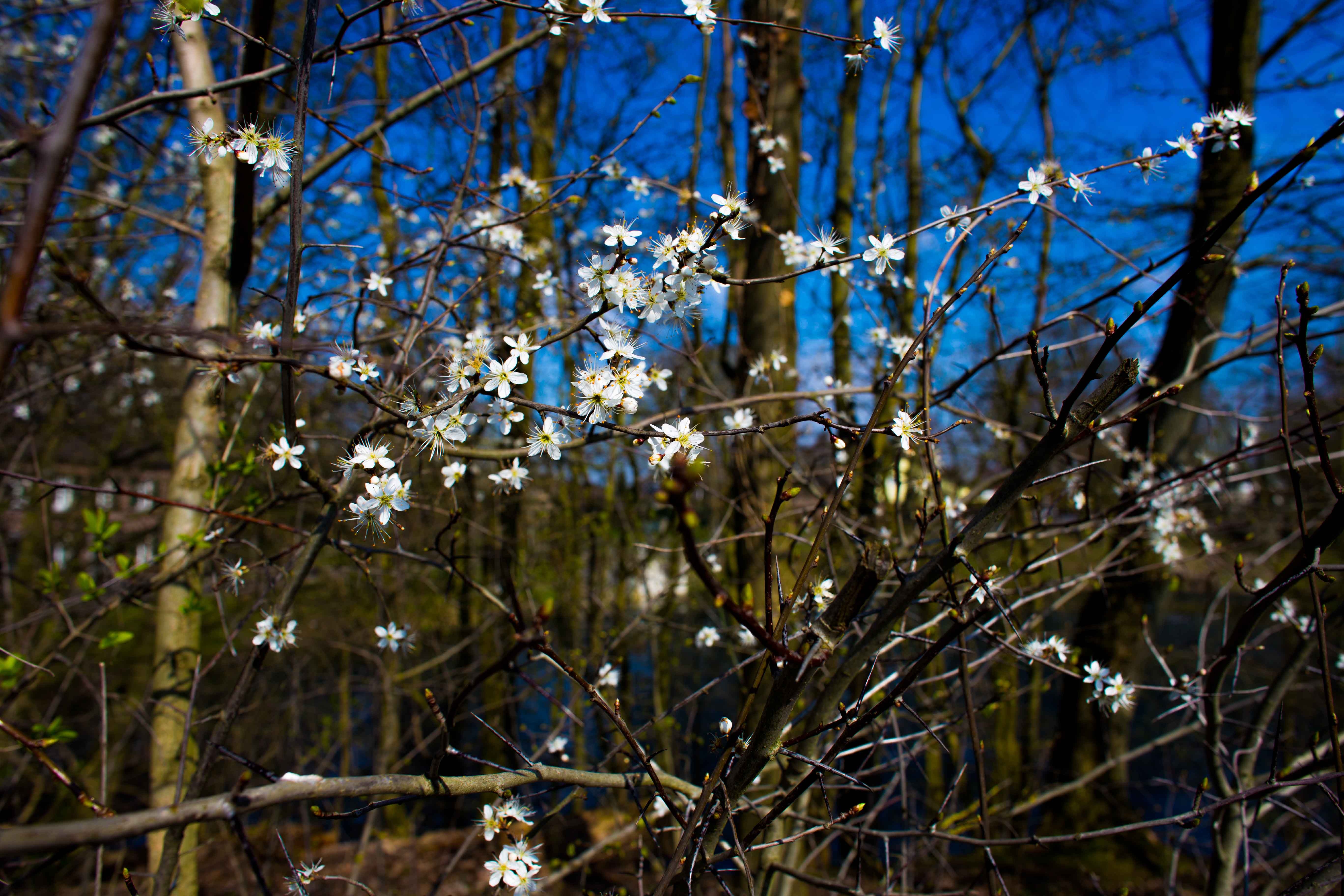 Pflanzen Blühende Pflanzen