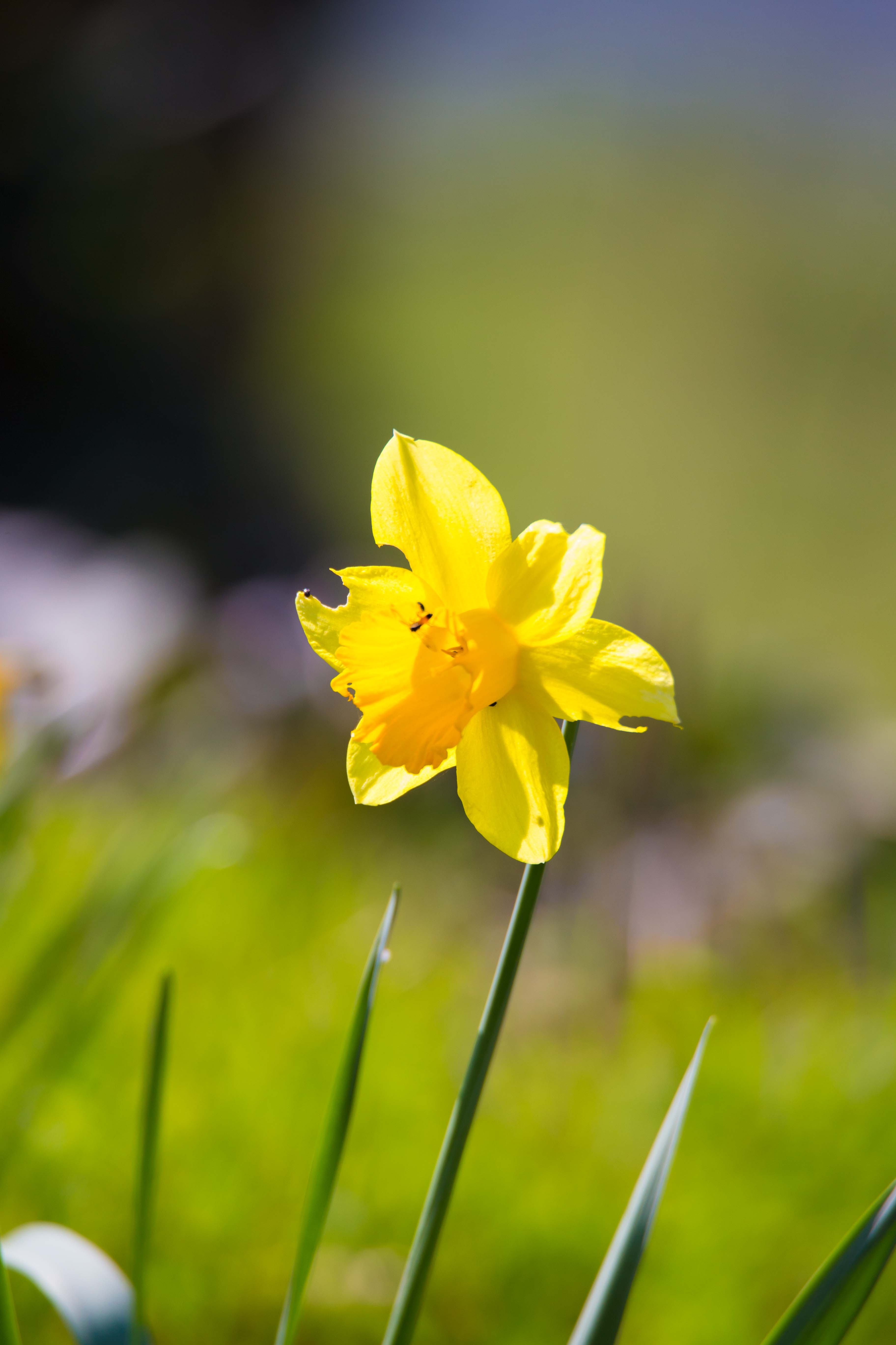 Blume Blühendes Maiglöckchen