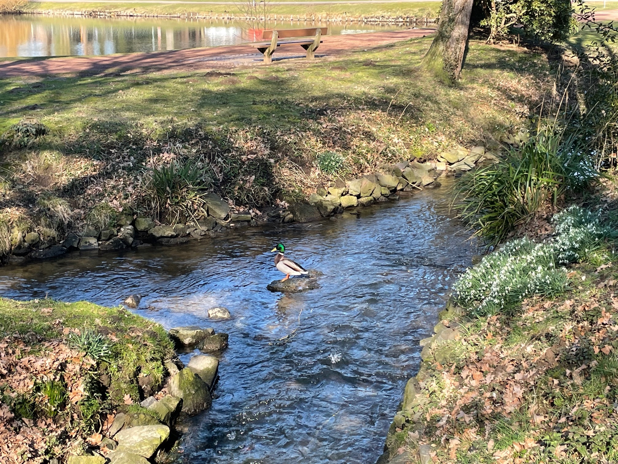 Ente in der Schwalm Ente in der Schwalm
